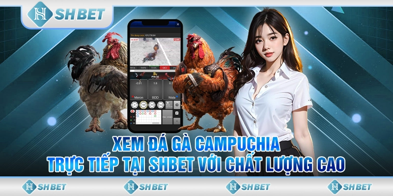 Xem Đá Gà Campuchia Trực Tiếp Tại SHBET Với Chất Lượng Cao