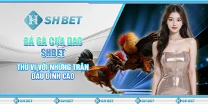 Đá Gà Cựa Dao SHBET - Thú Vị Với Những Trận Đấu Đỉnh Cao