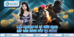 Trải Nghiệm Đá Gà Siêu Hạng Hấp Dẫn Hàng Đầu Tại SHBET