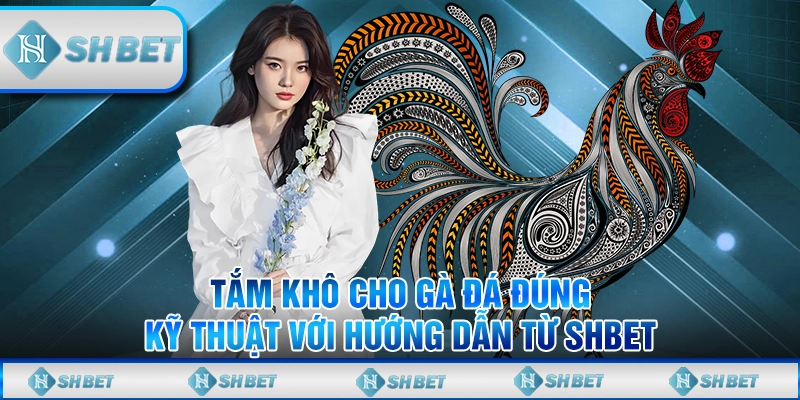 Tắm Khô Cho Gà Đá Đúng Kỹ Thuật Với Hướng Dẫn Từ SHBET