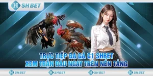 Trực Tiếp Đá Gà C1 SHBET – Xem Trận Đấu Ngay Trên Nền Tảng