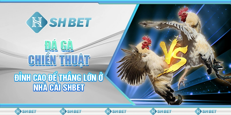 Đá Gà Chiến Thuật Đỉnh Cao Để Thắng Lớn Ở Nhà Cái SHBET