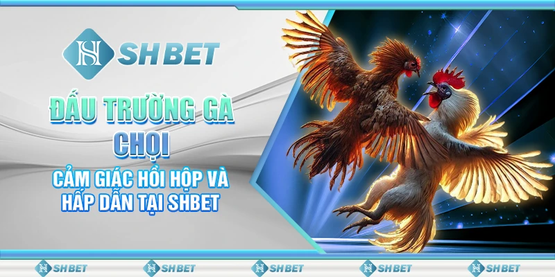 Đấu Trường Gà Chọi - Cảm Giác Hồi Hộp Và Hấp Dẫn Tại SHBET