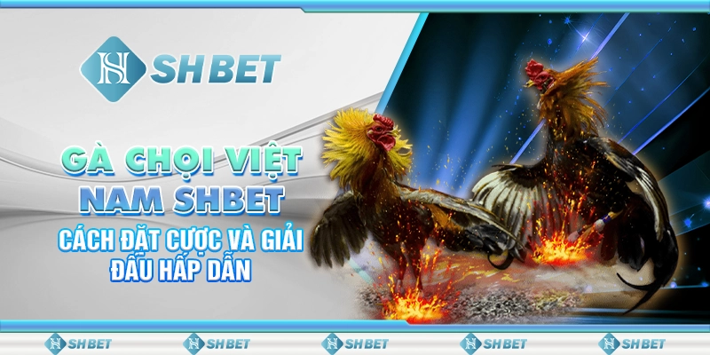 Gà Chọi Việt Nam SHBET - Cách Đặt Cược Và Giải Đấu Hấp Dẫn